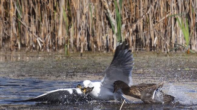英国剑桥郡私人保护区内母野鸭与海鸥低空混战夺回小野鸭