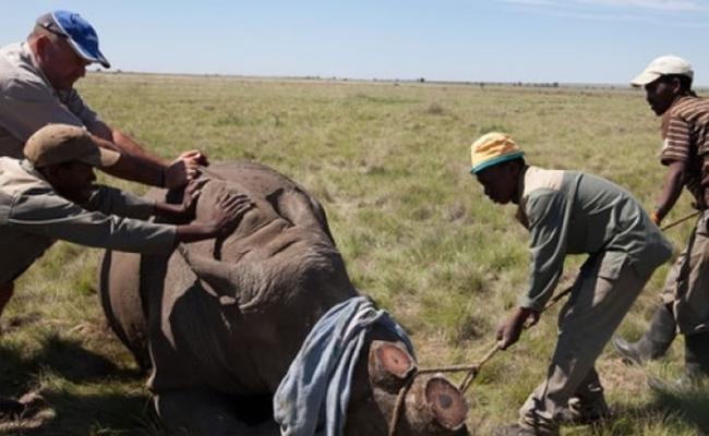 南非捕猎犀牛的情况严重。