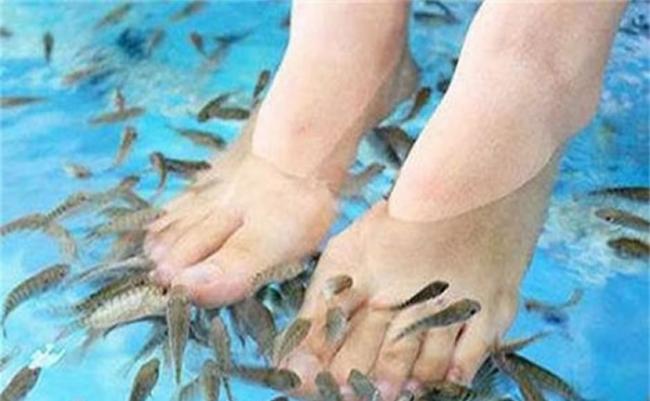 王强和女友到足浴店做鱼疗足浴时，水里的鱼竟死光。（资料图片）