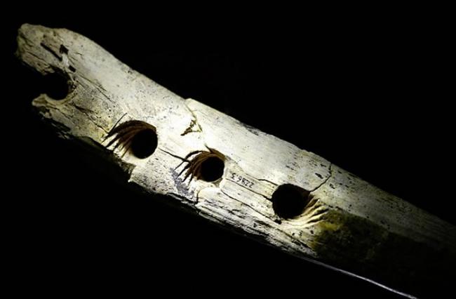4万年前进入欧洲的人类有能力利用象牙制成的工具来生产绳索