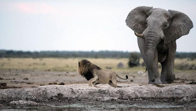 大象蔑视地甩了甩头，雄狮逃出生天。