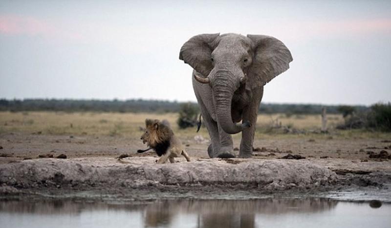 雄狮发现头顶是大象脚底板，立刻溜之大吉。