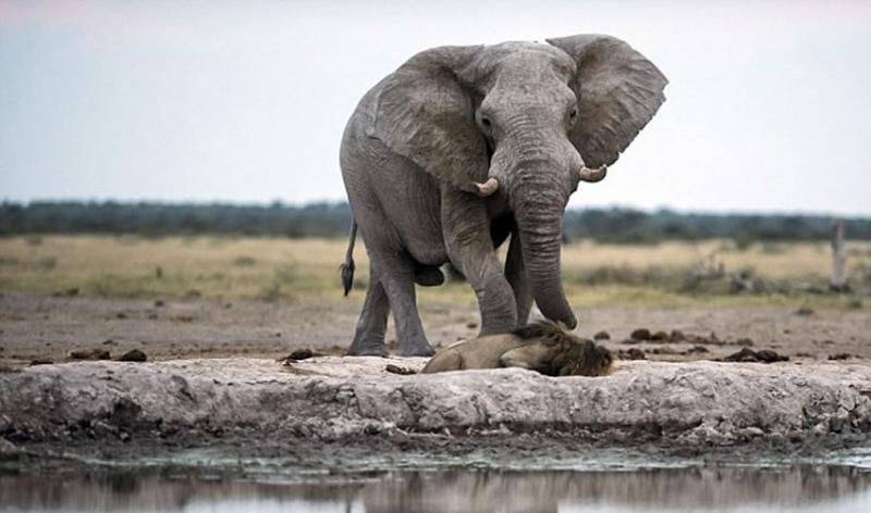 口渴的狮子从水坑中饮水，并没有注意到大象从后面接近它