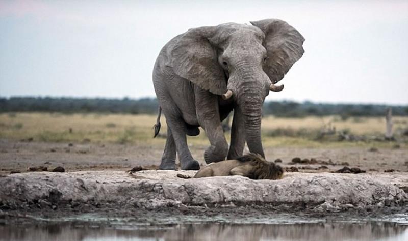 非洲博茨瓦纳口渴雄狮在水潭前喝水险遭大象踩死