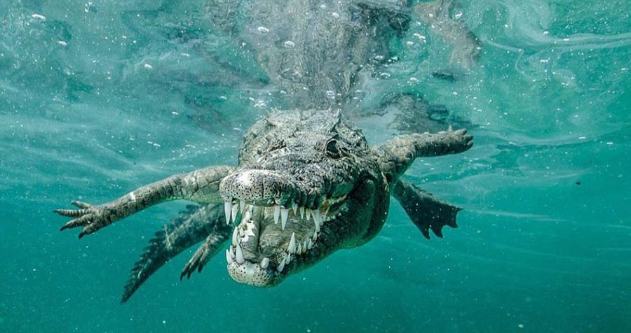 卡斯蒂洛当时正在古巴女王花园海洋公园中潜水，不想遇到这条鳄鱼