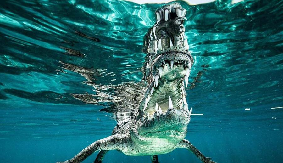这条鳄鱼体长超过3.6米，卡斯蒂洛与其遭遇时没有任何防护设备