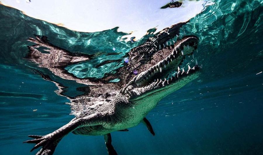 卡斯蒂洛游到距离鳄鱼非常近的地方，抓拍到令人难以置信的照片，包括鳄鱼张开大嘴的样子