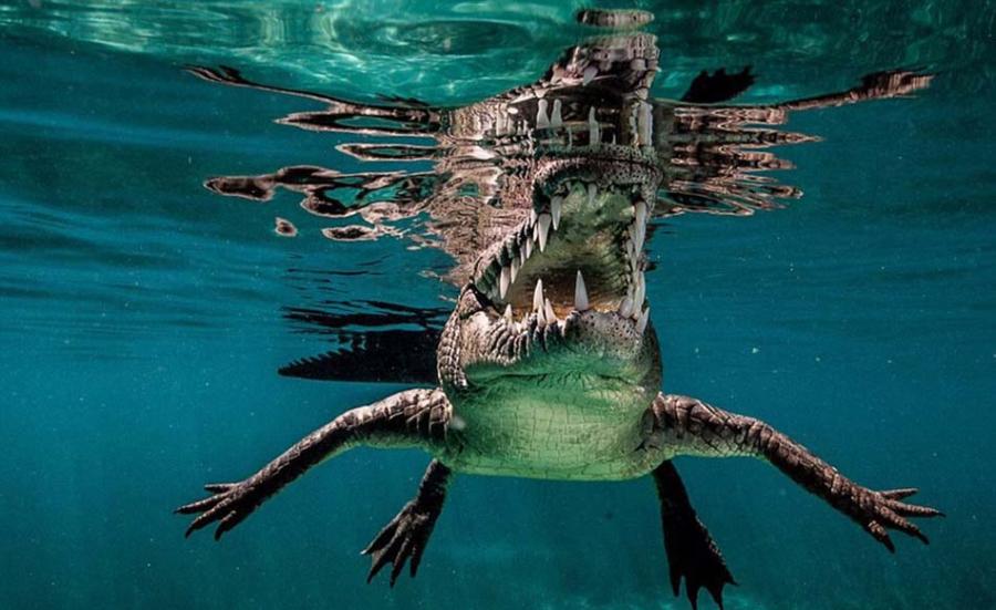 摄影师在古巴女王花园海洋公园抓拍鲨鱼却遭遇水下掠食者――咸水鳄