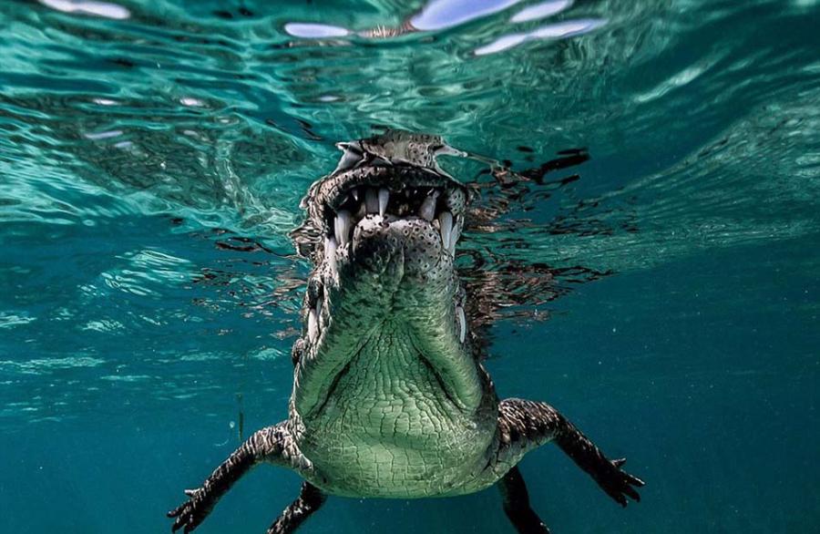在距离最近的时候，鳄鱼的牙齿甚至碰触到相机的镜头