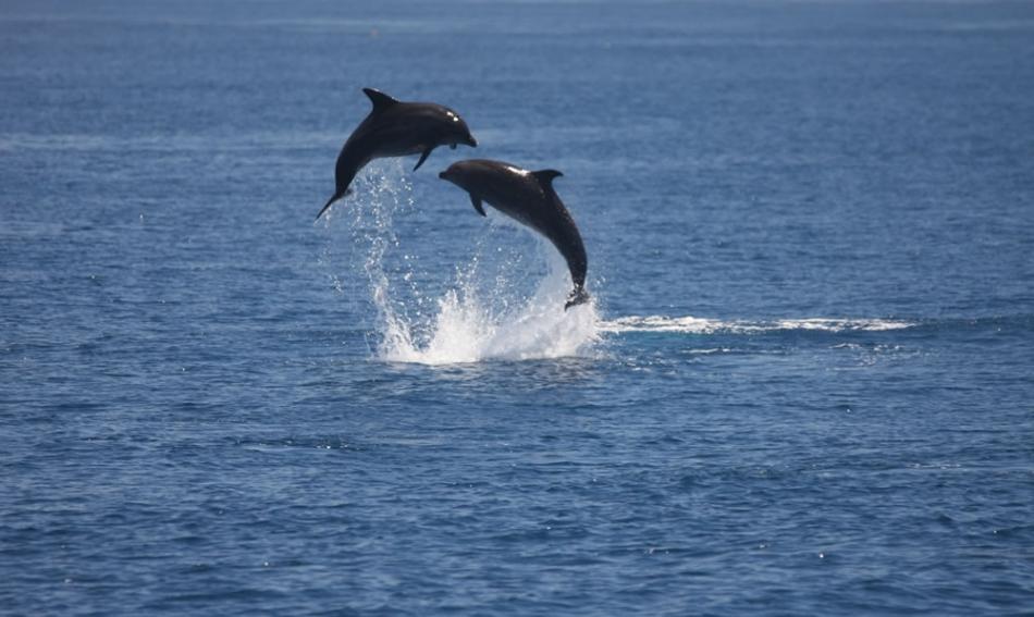 台湾东部海域常见的齿鲸之一：瓶鼻海豚。图片：台大鲸豚实验室提供。摄影：侯雯。