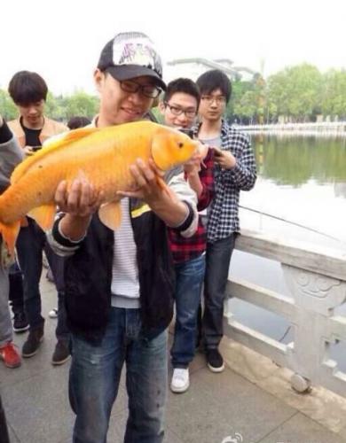 南湖钓起10多斤重的“土豪金”红鲤鱼