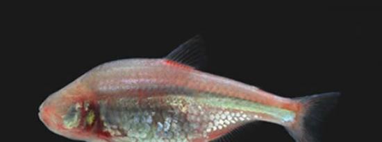 最新研究发现墨西哥洞鲈鱼靠嘴巴“观察”周围事物