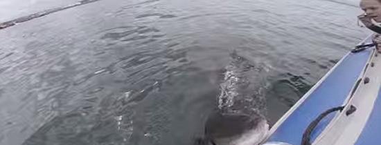 南非大白鲨疯狂撕咬电影摄制组橡皮艇
