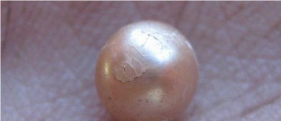澳洲考古学家意外发现罕见2000年前天然珍珠