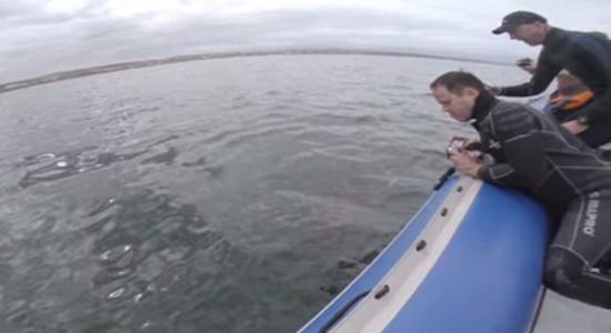 南非大白鲨疯狂撕咬电影摄制组橡皮艇