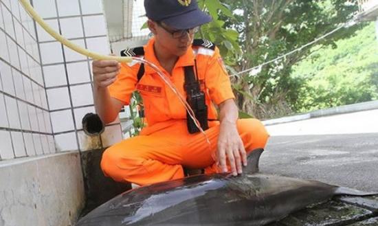 海巡人员帮小海豚浇水，减缓腐化速度。