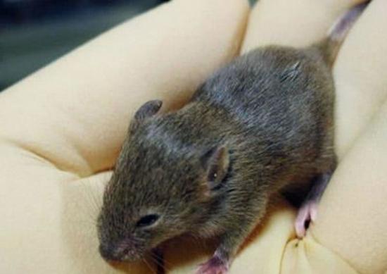 研究员先在老鼠身上进行拔毛试验。