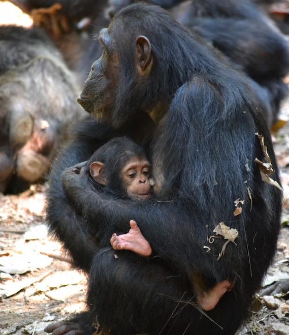 野生黑猩猩：有儿子的母亲可能比有女儿的母亲更合群