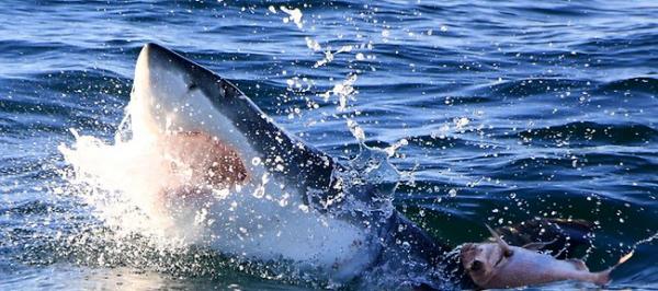 大白鲨可以利用太阳的角度作掩护捕捉猎物