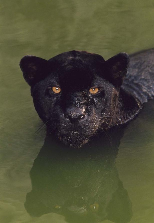 一只黑色的美洲豹（Panthera onca）蹲在巴西的一座水池内。黑色的美洲豹又称黑豹，但这其实是个「雨伞术语」，泛指任何拥有一身黑毛的大猫。摄影：Frans
