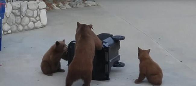 美国加州熊妈妈带小熊宝宝合力尝试翻开垃圾箱