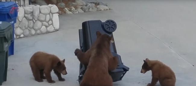 美国加州熊妈妈带小熊宝宝合力尝试翻开垃圾箱
