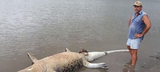 环境部门派员施救时，鳄鱼已经失救。