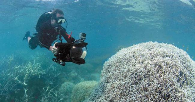 专家指全球暖化和厄尔尼诺现象，导致珊瑚失去营养继而死亡。