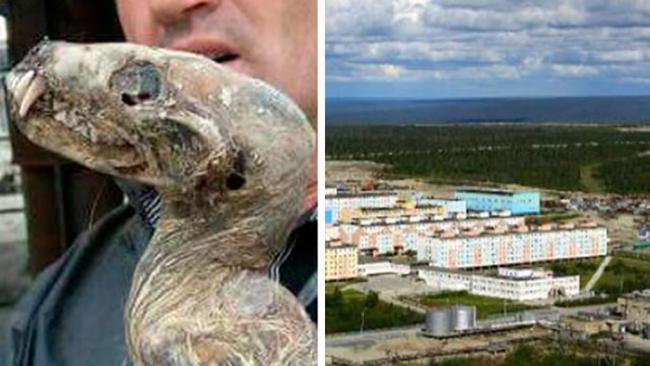 俄罗斯西伯利亚发现“怪物木乃伊” 科学家称可能是狼獾