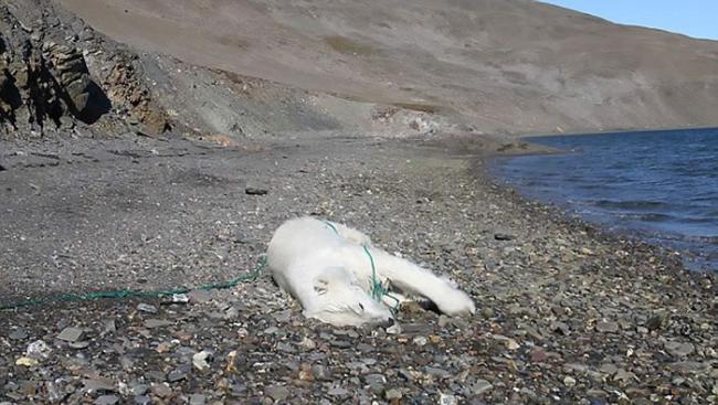 挪威卡尔王子岛年幼北极熊疑遭俄罗斯科学家开枪射杀