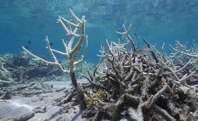 大堡礁的珊瑚白化范围加剧，现时在大堡礁北部及中部地区，已有不少珊瑚死亡。
