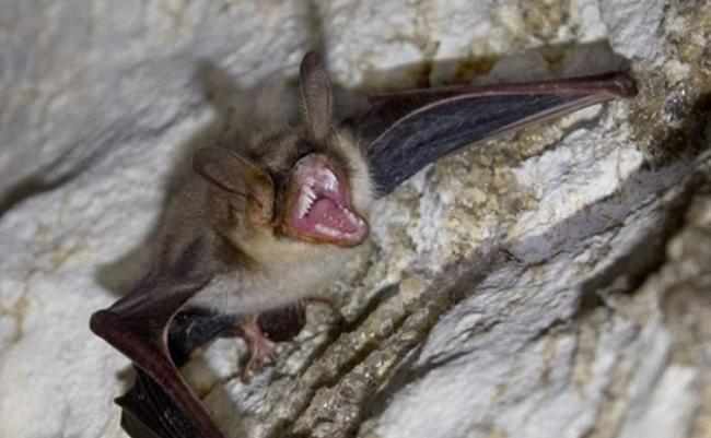 巴西的吸血蝙蝠被人类入侵栖息地。