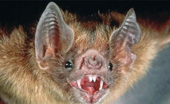 巴西的吸血蝙蝠首次被发现吸食人类的血液。