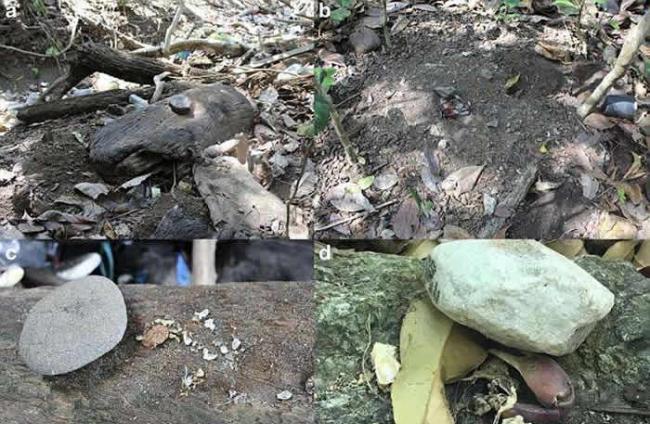 巴拿马国家公园卷尾猴懂得利用石头打开有壳食物 意外进入“石器时代”