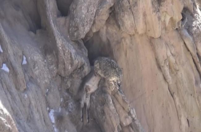 甘肃省祁连山近距离拍摄到雪豹捕食岩羊的清晰视频