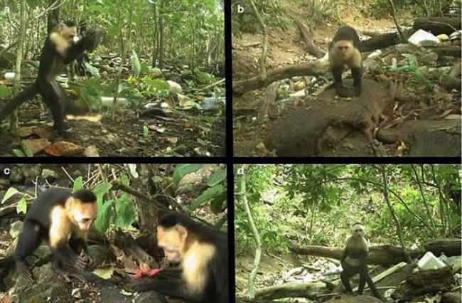 巴拿马国家公园卷尾猴懂得利用石头打开有壳食物 意外进入“石器时代”