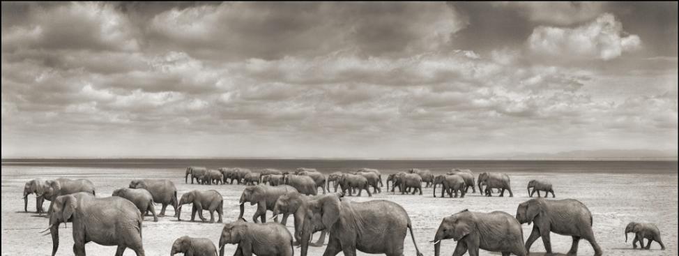 象群通过肯亚安博塞利国家公园内的一处湖床。这里的家族象群未曾遭到扑杀。