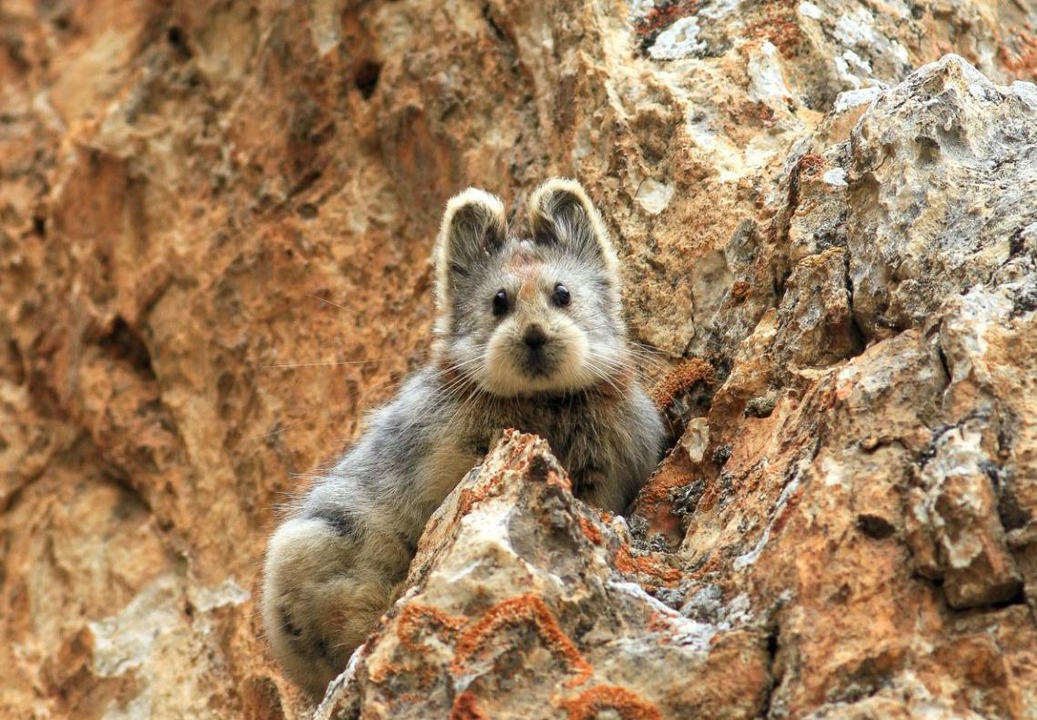 中国天山山脉再次发现山地哺乳动物“伊犁鼠兔”的萌影