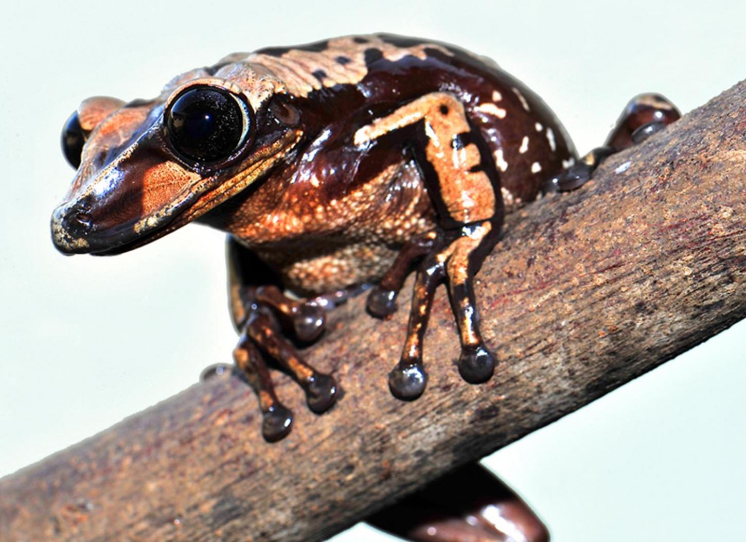 布鲁诺盔头蛙（Aparasphenodon brunoi）