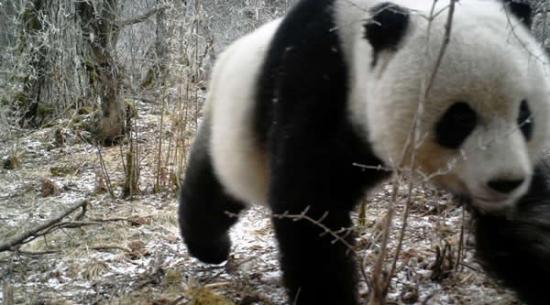 四川九寨沟县再次利用红外线相机拍摄到野生活体大熊猫