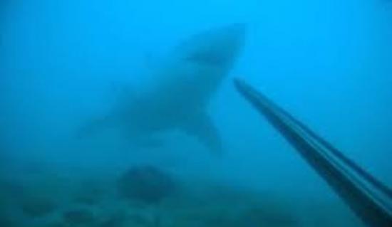 美国男子在大西洋海岸潜水与大白鲨咫尺对峙