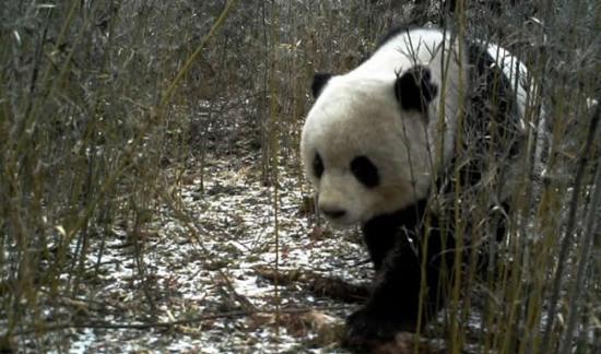 四川九寨沟县再次利用红外线相机拍摄到野生活体大熊猫