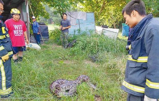 台湾屏东发现百斤重巨蟒和27颗蛇蛋