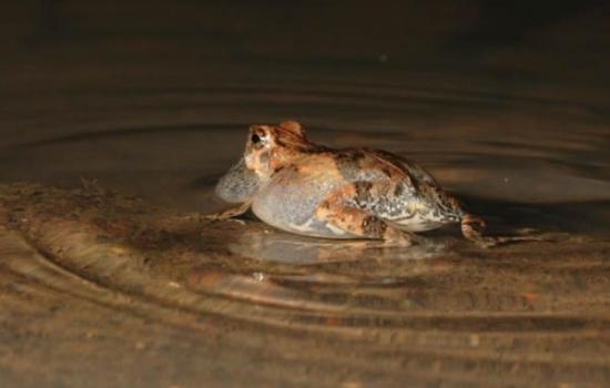 浅水里的雄性túngara青蛙产生一系列波纹