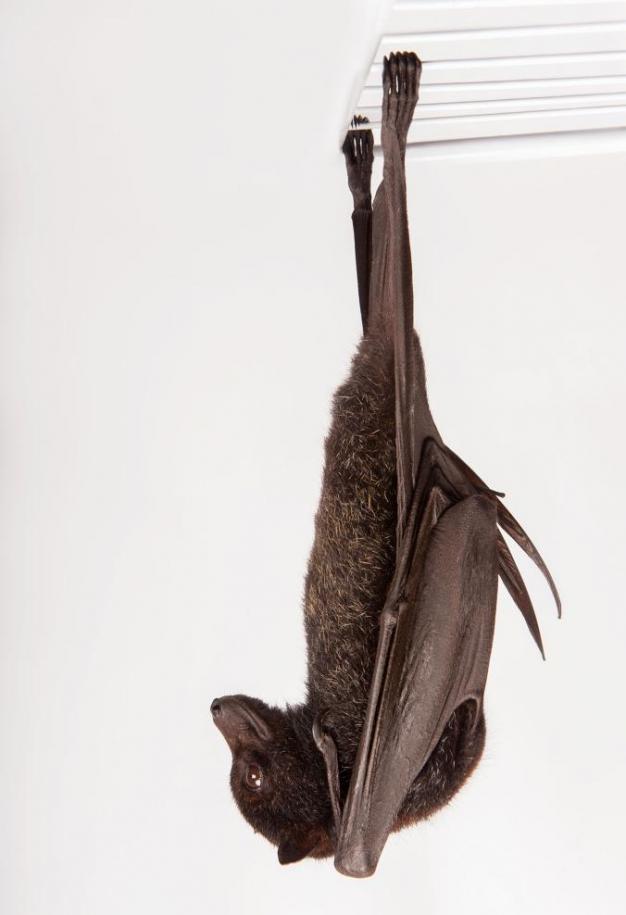 虽然黑狐蝠是蝙蝠中体型最大的，它们的体重依然很轻，以至于涌入头部的血液不会造成它们不适。 PHOTOGRAPH BY JOEL SARTORE, NATIONA