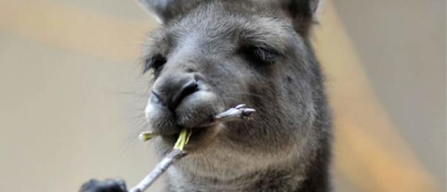 科学家找到澳大利亚袋鼠像喝醉酒的原因：吃了毒性很大的Falaris草中毒