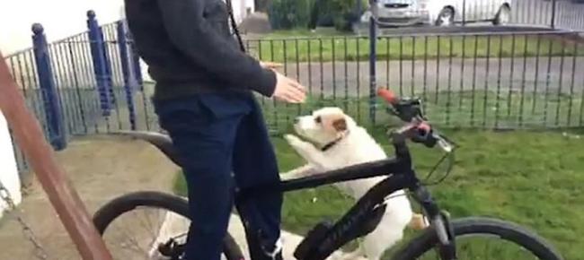 英国小狗Nippa克服恐惧跳上主人背一起骑单车并肩驰骋