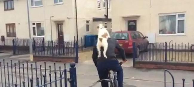 英国小狗Nippa克服恐惧跳上主人背一起骑单车并肩驰骋