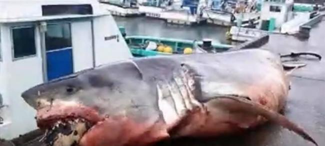 两吨重大白鲨被海龟噎死