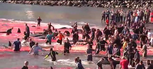 全球最大捕鲸国挪威4月捕鲸季将来临 捕鲸数量超越日本+冰岛总和